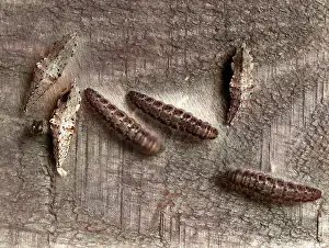 Caterpillars: SILKWORM CATERPILLAR