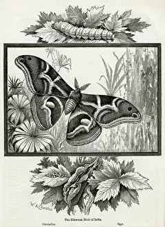 Cocoon: The silkworm moth of India