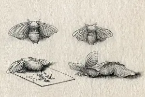 Mori: Silkworm Moth, Stages of Reproduction, 1878