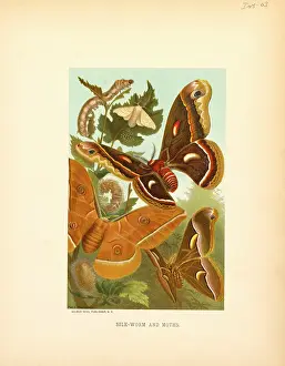 Silkworm: Silkworm - moths - animals - nature