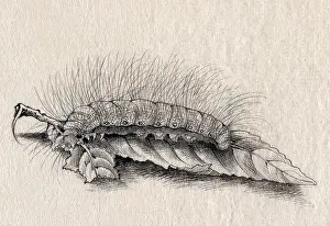 Mori: Silkworm, Silk Making in Japan, 1878