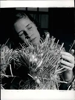 Truss: Silkworms spinning their cocoons in straw trusses