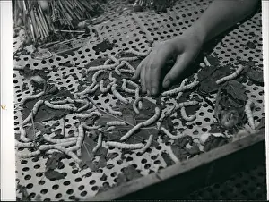 Crawl: Silkworms at work for Coronation robes