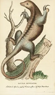 Anteater: Silky anteater, Cyclopes didactylus