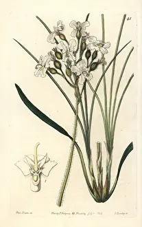 Silky: Silky triggerplant