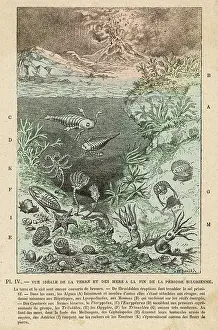 Silurian: SILURIAN SCENE