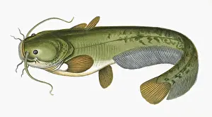 Catfish: Silurus glanis, or Wels Catfish