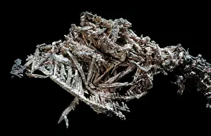 Branched: Silver