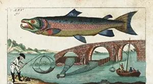 Salmo: Silver or Atlantic salmon and fishing methods