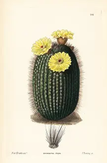 Echinocactus: Silver ball cactus, Parodia scopa