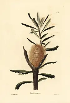 Marginata: Silver banksia, Banksia marginata