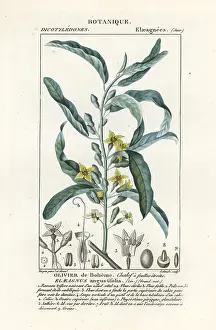 Giardini: Silver berry or oleaster, Elaeagnus angustifolia