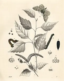 Peppered: Silver birch tree with peppered moth