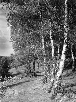 Birches: SILVER BIRCH TREES