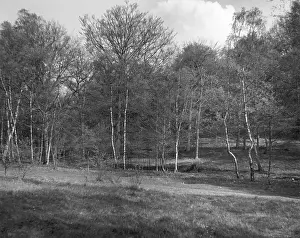 Birches: SILVER BIRCH TREES