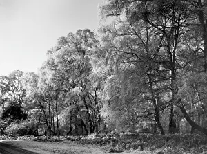 Birches: SILVER BIRCHES