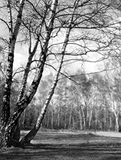 Birches: SILVER BIRCHES