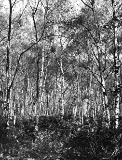 Birches: SILVER BIRCHES