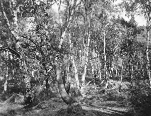 Birches: SILVER BIRCHES