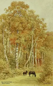 Birches: Silver Birches, New Forest, Hampshire