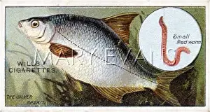 Bream: SILVER BREAM