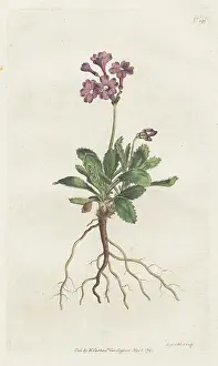 Marginata: Silver-edged primula, Primula marginata