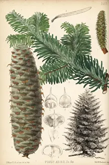 Abies: Silver fir, Abies alba