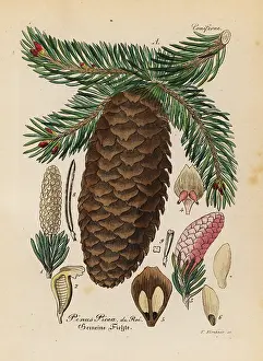 Abies: Silver fir, Abies alba