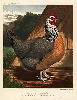 Cockfighting: Silver-grey Dorking hen