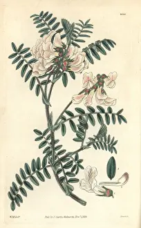 Vetch: Silver-leaved vetch, Vicia argentea