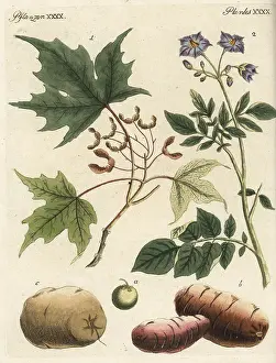 Tuber: Silver maple and potato