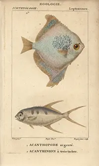Pompano: Silver moony, Monodactylus argenteus, and pompano