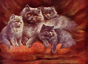 Cushion: Silver Persian Cats by Lilian Cheviot
