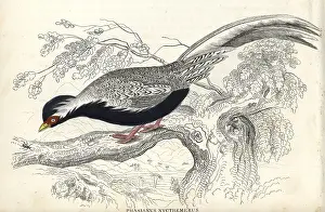 Phasianus: Silver pheasant, Lophura nycthemera