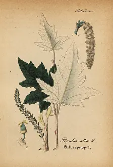 Artus: Silver poplar, Populus alba