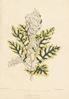 L. Reeve: Silver ragwort, Jacobaea maritima