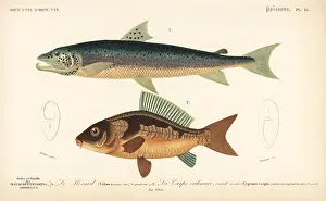 Oudart: Silver salmon and common carp (vulnerable)