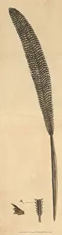 Argentea: Silver sea-pen, Pennatula argentea