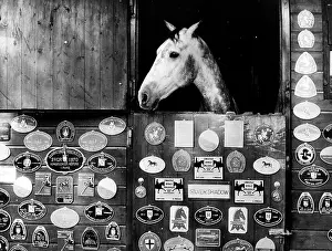 Dressage: Silver Shadow
