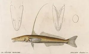 Peche: SILVER SILLAGO/FISH/1860