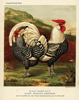 Spangled: Silver spangled Hamburgh cock and hen