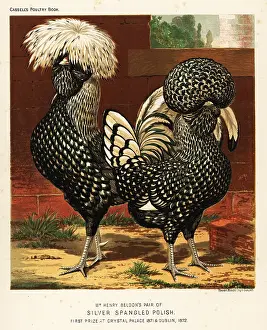 Cassell: Silver spangled Polish cock and hen