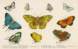Selected: The Silver Streak (centre) and other butterflies