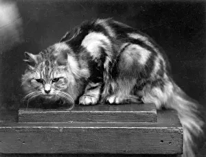 Gazing: SILVER TABBY/1936