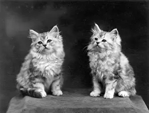 Adorable: TWO SILVER TABBY KITTENS