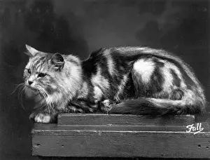 Regal: SILVER TABBY LYING DOWN