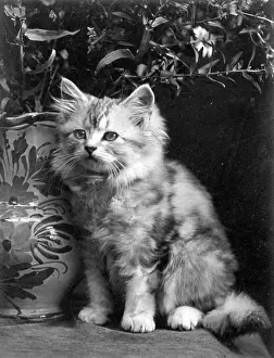 Quietly: SILVER TABBY WITH PLANT