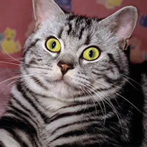 Wide Eyed: Silver Tabby Striped Cat Portrait