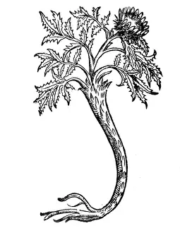 Acaulis: Silver Thistle plant