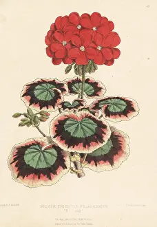 L. Reeve: Silver tricolor pelargonium, Mrs Laing